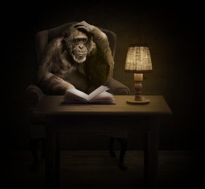 ape, chimpanzee, a book-1757972.jpg